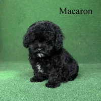Macaron, a female Poodle - Toy  for sale in Nicholls, GA – 9 of 9