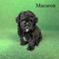 Macaron, a female Poodle - Toy  for sale in Nicholls, GA – 10 of 10
