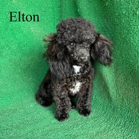 Elton, a male Poodle - Toy  for sale in Nicholls, GA – Photo 10 of 10