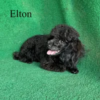Elton, a male Poodle - Toy  for sale in Nicholls, GA – Photo 2 of 10