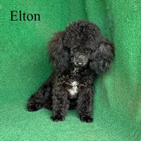Elton, a male Poodle - Toy  for sale in Nicholls, GA – Photo 7 of 10
