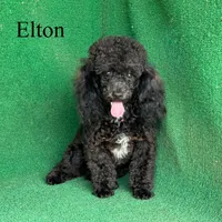 Elton, a male Poodle - Toy  for sale in Nicholls, GA – Photo 8 of 10
