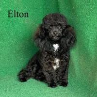 Elton, a male Poodle - Toy  for sale in Nicholls, GA – Photo 3 of 10