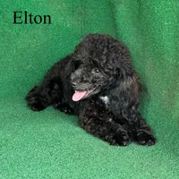Elton, a male Poodle - Toy  for sale in Nicholls, GA – Photo 6 of 10