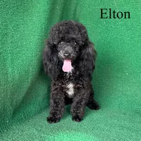 Elton, a male Poodle - Toy  for sale in Nicholls, GA – Photo 9 of 10