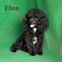 Elton, a male Poodle - Toy  for sale in Nicholls, GA – Photo 1 of 10