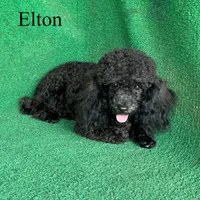 Elton, a male Poodle - Toy  for sale in Nicholls, GA – Photo 4 of 10