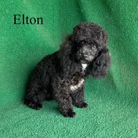 Elton, a male Poodle - Toy  for sale in Nicholls, GA – Photo 5 of 10