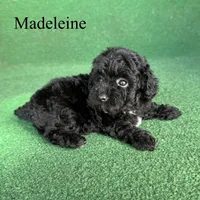 Madeleine , a female Poodle - Toy  for sale in Nicholls, GA – 5 of 10