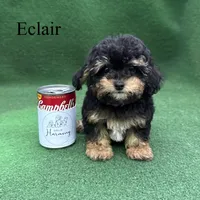 Eclair, a female Poodle - Toy  for sale in Nicholls, GA – 4 of 10