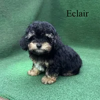 Eclair, a female Poodle - Toy  for sale in Nicholls, GA – 6 of 10