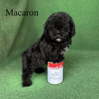 Macaron, a female Poodle - Toy  for sale in Nicholls, GA – 4 of 9