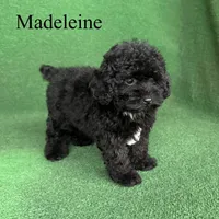 Madeleine , a female Poodle - Toy  for sale in Nicholls, GA – 4 of 10