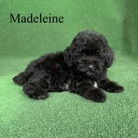 Madeleine , a female Poodle - Toy  for sale in Nicholls, GA – 2 of 10
