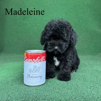 Madeleine , a female Poodle - Toy  for sale in Nicholls, GA – 7 of 10