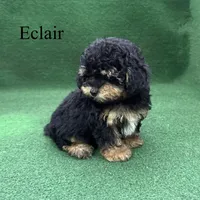 Eclair, a female Poodle - Toy  for sale in Nicholls, GA – 8 of 10