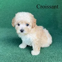 Croissant , a male Poodle - Toy  for sale in Nicholls, GA – 7 of 10