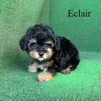 Eclair, a female Poodle - Toy  for sale in Nicholls, GA – 5 of 10