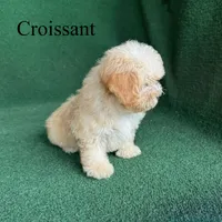 Croissant , a male Poodle - Toy  for sale in Nicholls, GA – 9 of 10
