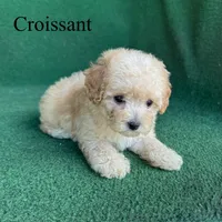 Croissant , a male Poodle - Toy  for sale in Nicholls, GA – 5 of 10