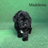Madeleine , a female Poodle - Toy  for sale in Nicholls, GA – 4 of 10