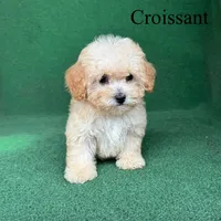 Croissant , a male Poodle - Toy  for sale in Nicholls, GA – 3 of 10