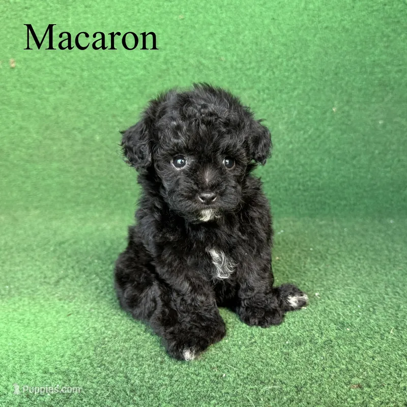 Macaron – Poodle - Toy  puppy for sale in Nicholls, GA