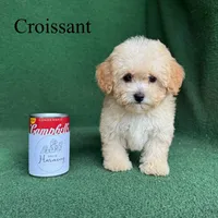 Croissant , a male Poodle - Toy  for sale in Nicholls, GA – 6 of 10