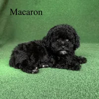 Macaron, a female Poodle - Toy  for sale in Nicholls, GA – 6 of 9