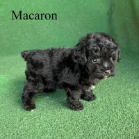 Macaron, a female Poodle - Toy  for sale in Nicholls, GA – 9 of 10