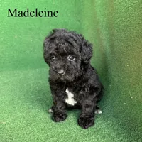 Madeleine , a female Poodle - Toy  for sale in Nicholls, GA – 2 of 10