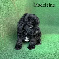 Madeleine , a female Poodle - Toy  for sale in Nicholls, GA – 9 of 10