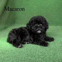 Macaron, a female Poodle - Toy  for sale in Nicholls, GA – 3 of 9
