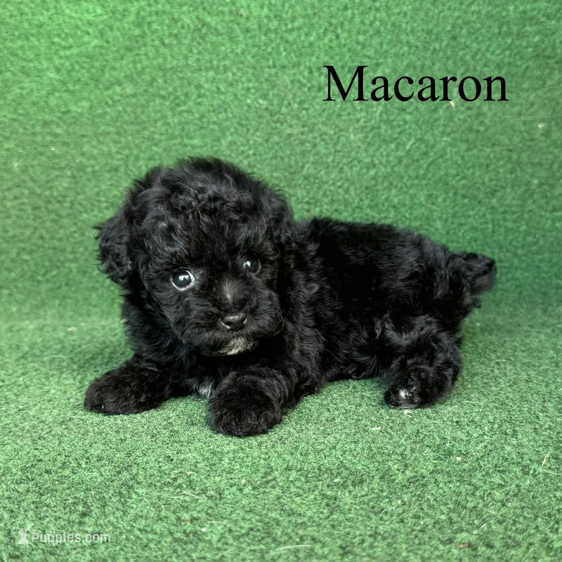 Macaron – Poodle - Toy  puppy for sale in Nicholls, GA