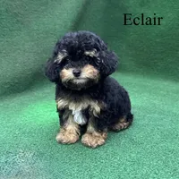 Eclair, a female Poodle - Toy  for sale in Nicholls, GA – 3 of 10