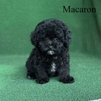 Macaron, a female Poodle - Toy  for sale in Nicholls, GA – 5 of 9