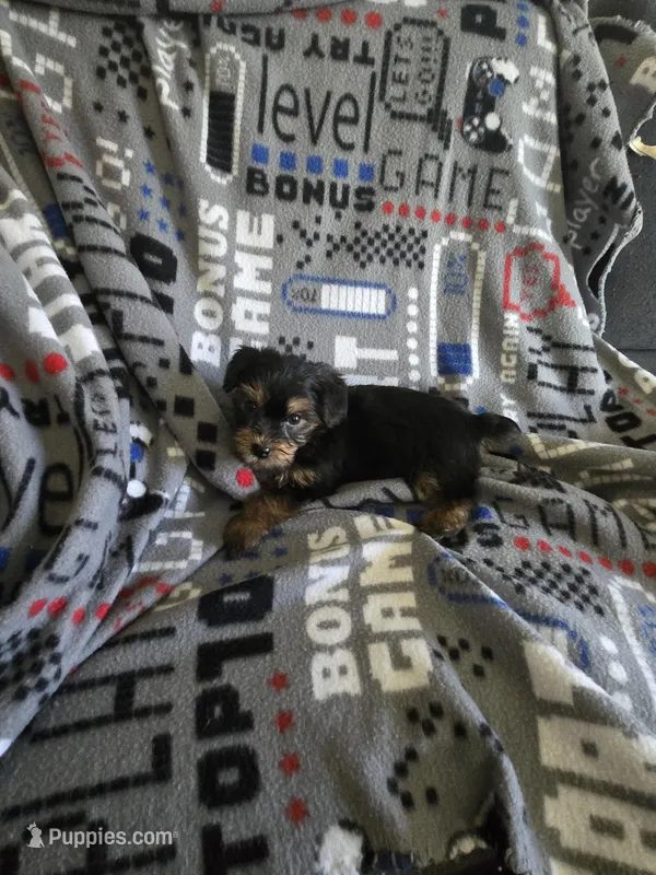 Yorkie boy ckc registered – Yorkshire Terrier puppy for sale in Freeport, IL