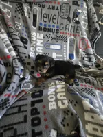 Yorkie boy ckc registered, a male Yorkshire Terrier for sale in Freeport, IL – Photo 1 of 3