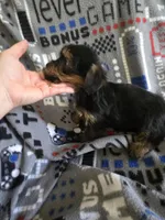 Yorkie boy ckc registered, a male Yorkshire Terrier for sale in Freeport, IL – Photo 2 of 3