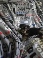 Yorkie boy ckc registered, a male Yorkshire Terrier for sale in Freeport, IL – Photo 3 of 3