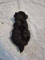 Yorkie boy akc registered, a male Yorkshire Terrier for sale in Freeport, IL – 2 of 3