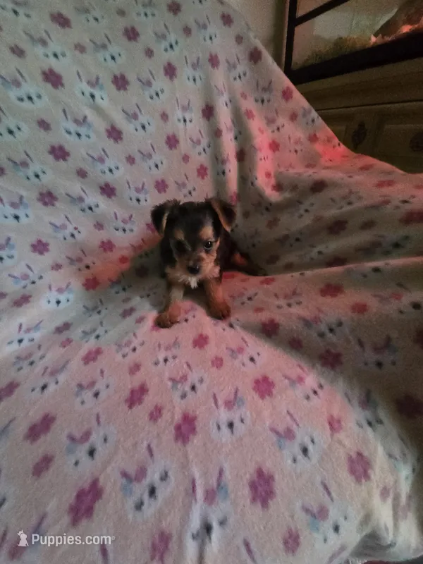 Teacup girl – Yorkshire Terrier puppy for sale in Freeport, IL