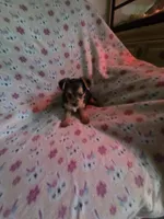 Teacup girl, a female Yorkshire Terrier for sale in Freeport, IL – 1 of 2
