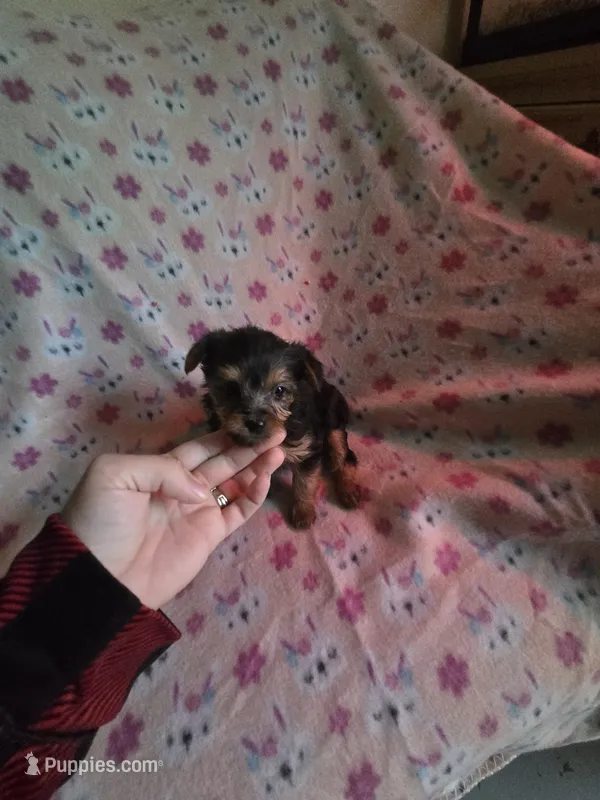 Teacup girl yorkie – Yorkshire Terrier puppy for sale in Freeport, IL