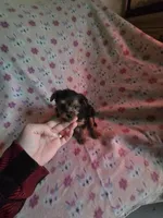 Teacup girl yorkie, a female Yorkshire Terrier for sale in Freeport, IL – 1 of 3
