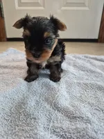 Teacup Yorkie boy akc reg., a male Yorkshire Terrier for sale in Freeport, IL – 2 of 3
