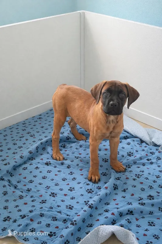 Apricot Girl AKC reg – English Mastiff puppy for sale in Freeport, IL