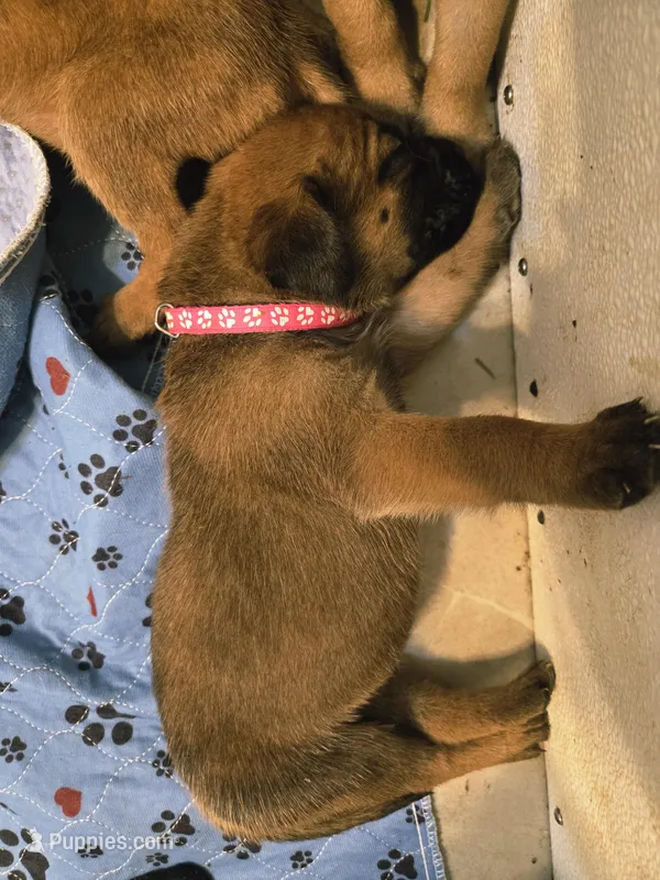 Apricot Girl AKC reg