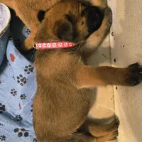 Apricot Girl AKC reg, a female English Mastiff for sale in Freeport, IL – Photo 1 of 7