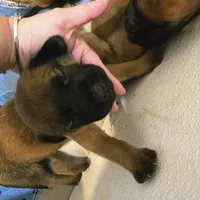 Apricot Girl AKC reg, a female English Mastiff for sale in Freeport, IL – Photo 4 of 7